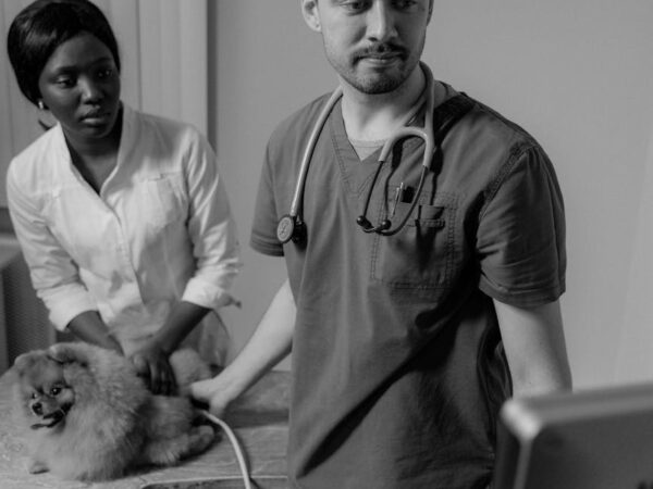 a veterinarian checking up the dog lying on the bed