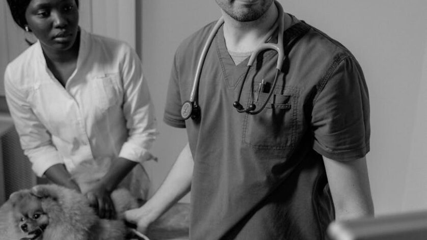 a veterinarian checking up the dog lying on the bed