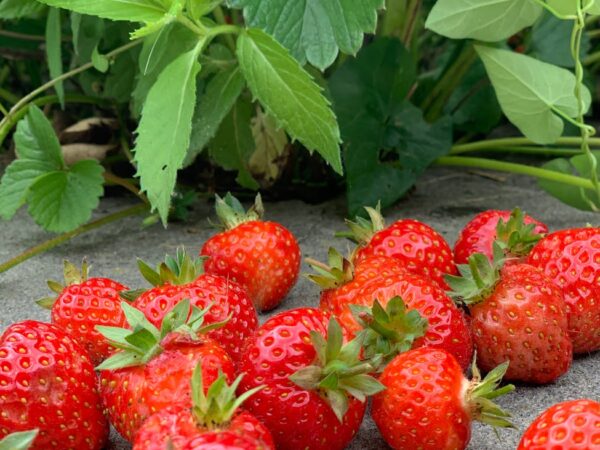strawberries on the ground