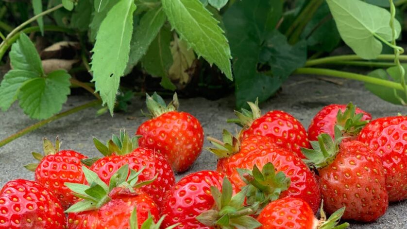 strawberries on the ground